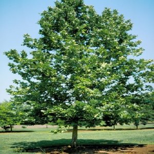 Platan javorolistý (Platanus acerifolia)  - výška 170-210 cm, kont. C5L
